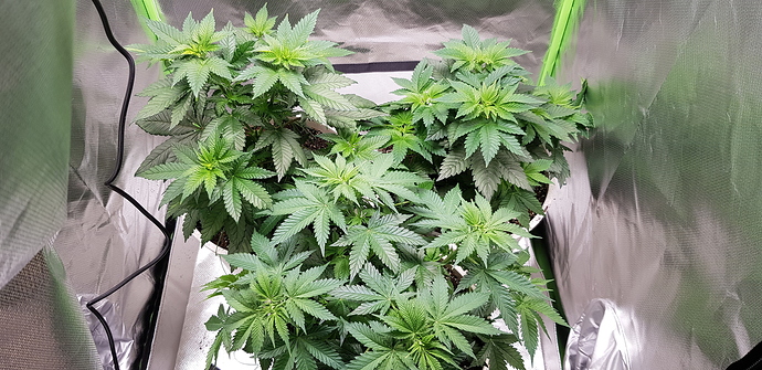 Growreport Bild 1