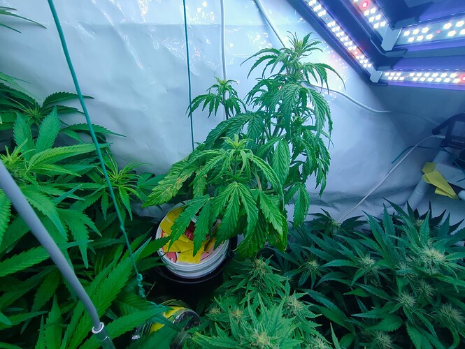 Growreport Bild 40
