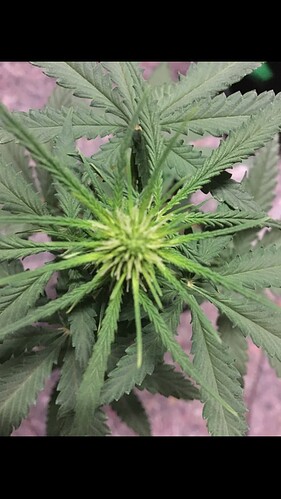 Growreport Bild 8