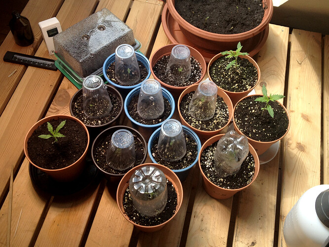 Growreport Bild 99
