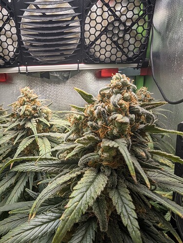 Growreport Bild 1