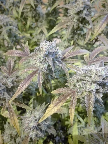 Growreport Bild 8