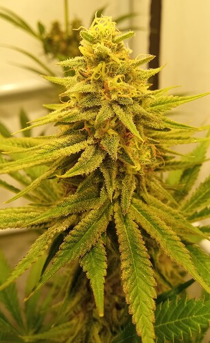Growreport Bild 17