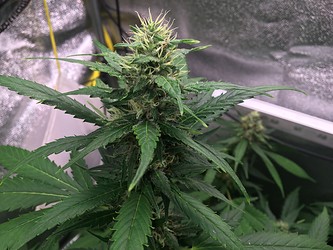 Growreport Bild 2