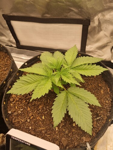 Growreport Bild 17