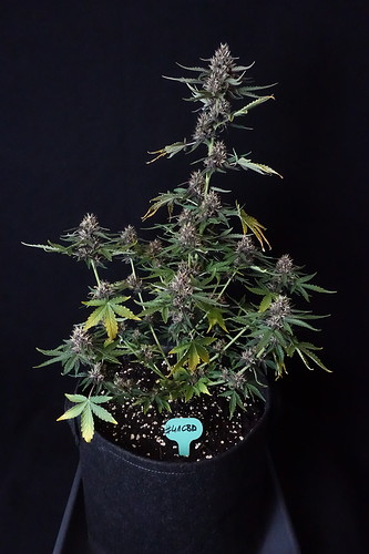 Growreport Bild 2