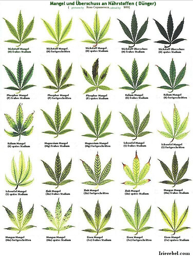 Growreport Bild 6