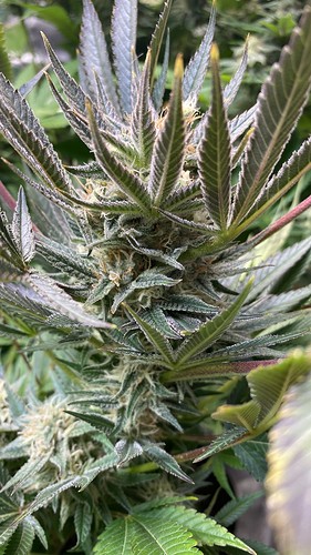 Growreport Bild 15