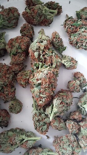 Growreport Bild 36