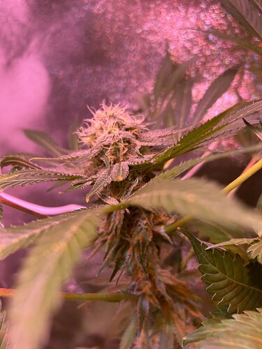 Growreport Bild 3