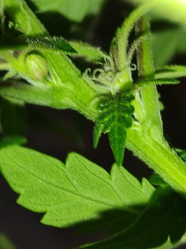 Growreport Bild 2