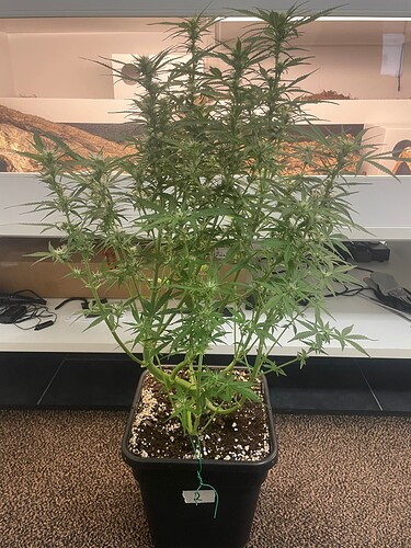 Growreport Bild 13