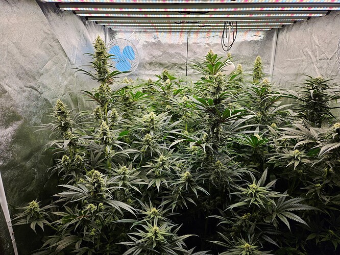 Growreport Bild 35