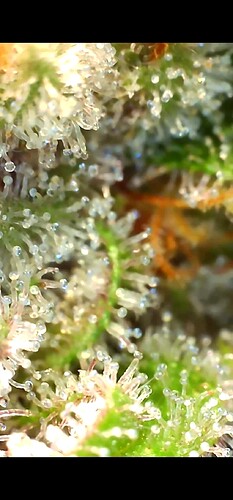 Growreport Bild 28