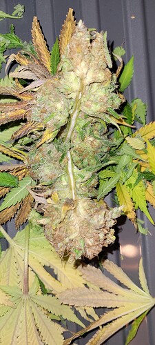 Growreport Bild 6