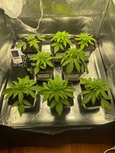 Growreport Bild 6