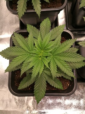 Growreport Bild 17