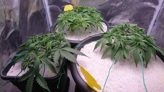 Growreport Bild 6