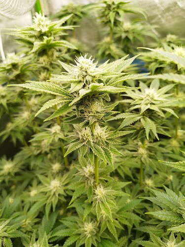 Growreport Bild 16