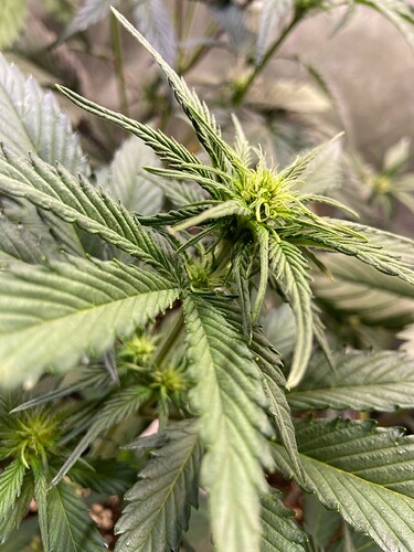 Growreport Bild 4