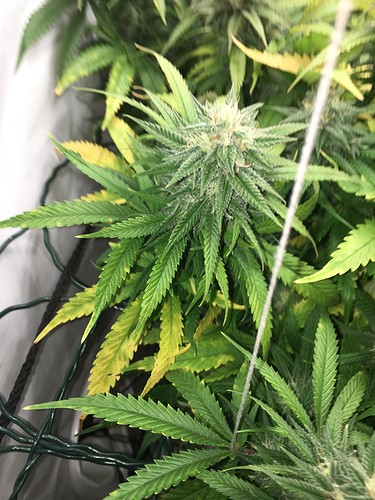 Growreport Bild 3
