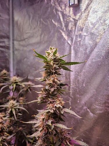 Growreport Bild 42