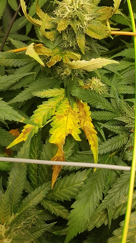 Growreport Bild 1