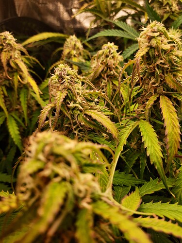 Growreport Bild 5