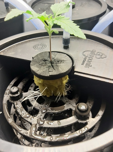 Growreport Bild 2