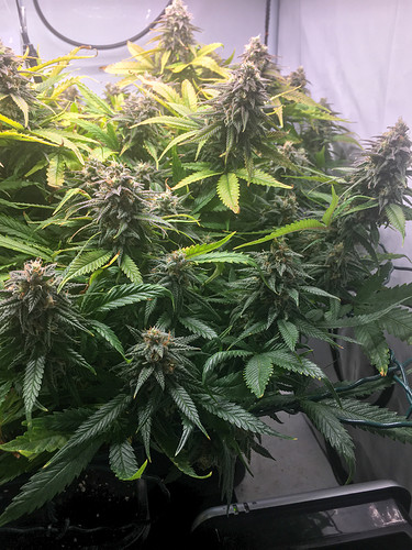 Growreport Bild 8