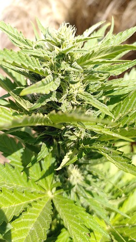 Growreport Bild 2