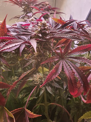 Growreport Bild 2