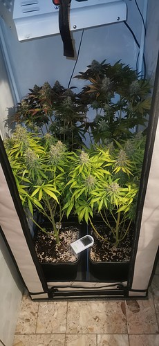 Growreport Bild 1
