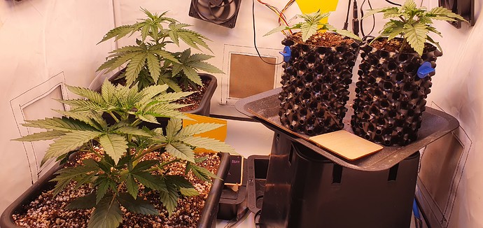 Growreport Bild 18