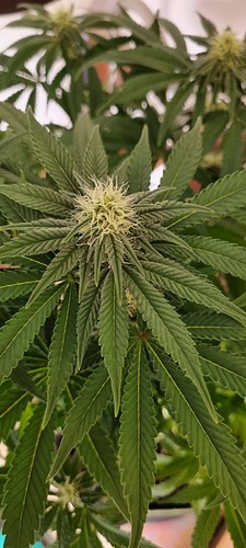 Growreport Bild 5