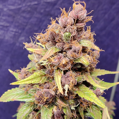 Growreport Bild 54
