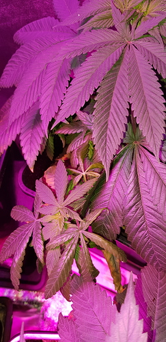 Growreport Bild 4