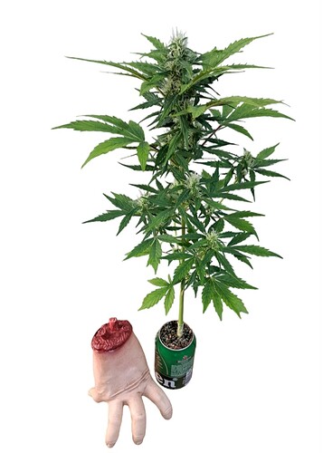 Growreport Bild 4