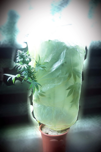 Growreport Bild 27