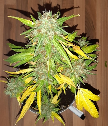 Growreport Bild 4