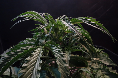 Growreport Bild 35
