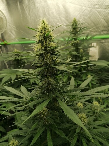 Growreport Bild 4