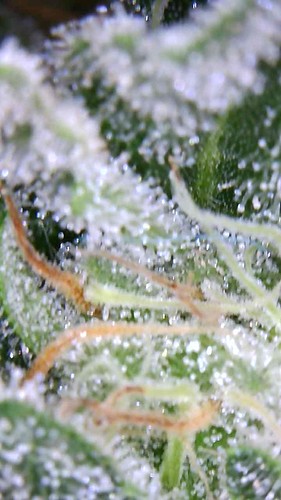 Growreport Bild 7