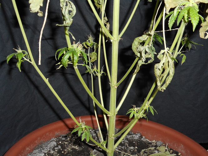 tag86_kleine_buds_makro_1