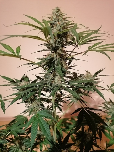 Growreport Bild 2