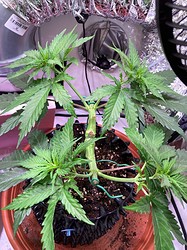 Growreport Bild 7