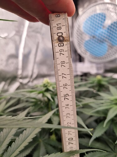 Growreport Bild 11