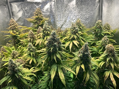 Growreport Bild 3
