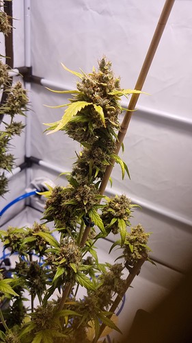 Growreport Bild 5