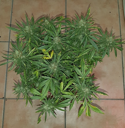 Growreport Bild 2
